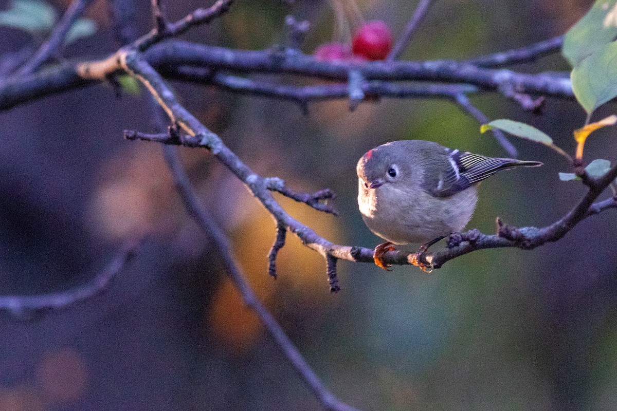 Ruby-crowned Kinglet - ML644743589