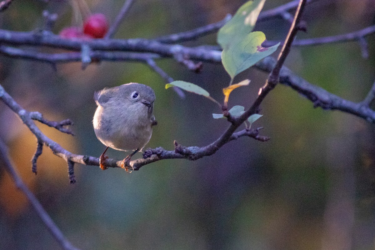 Ruby-crowned Kinglet - ML644743590