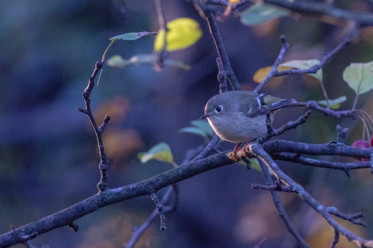 Ruby-crowned Kinglet - ML644743591