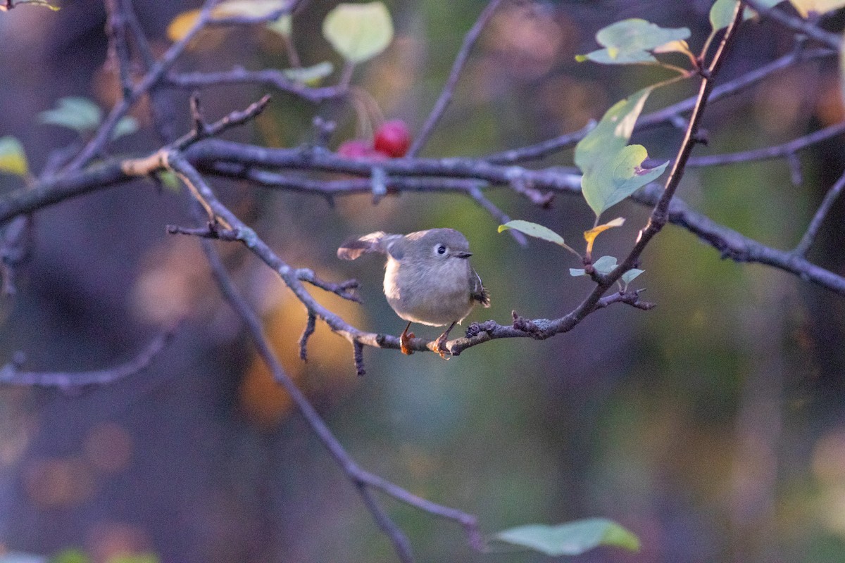 Ruby-crowned Kinglet - ML644743592