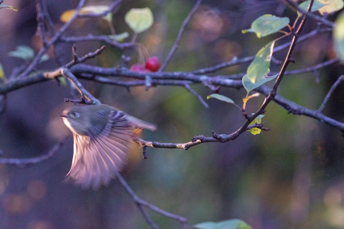 Ruby-crowned Kinglet - ML644743593