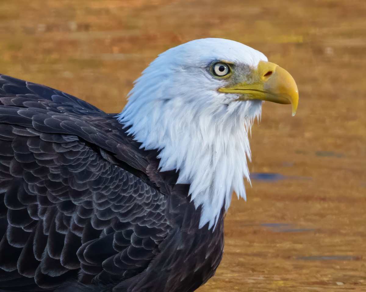 Pygargue à tête blanche - ML644743596