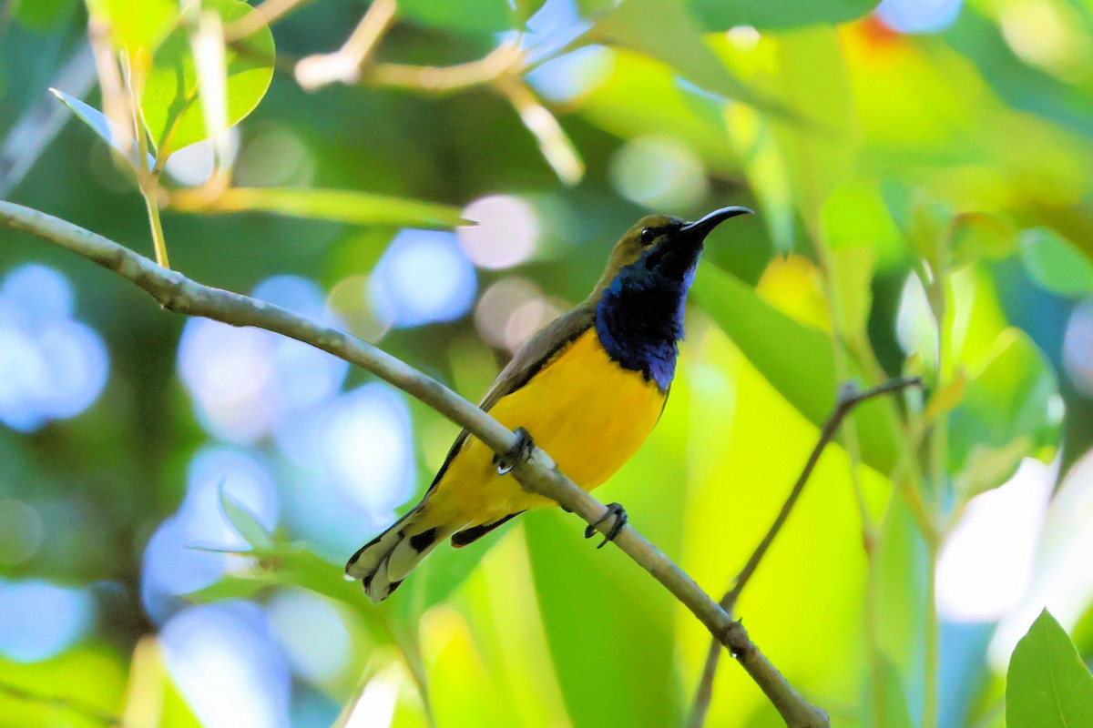 Sahul Sunbird - ML644743597