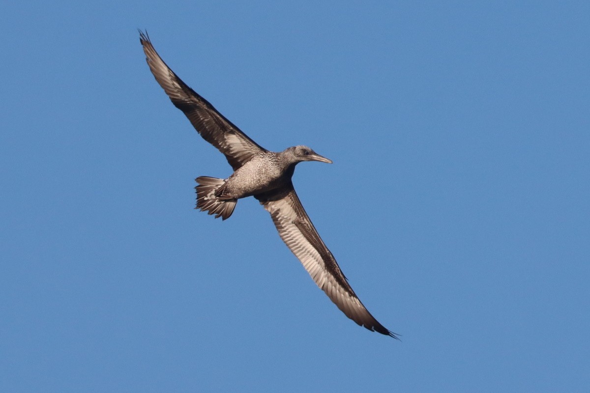 terej bílý - ML644743600