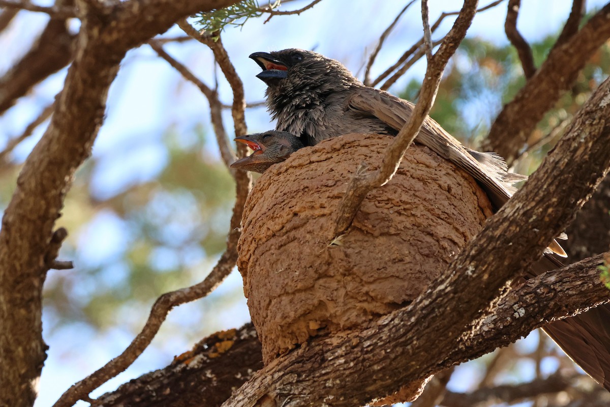 Apostlebird - ML644743608