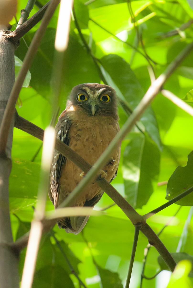 チャバラアオバズク - ML644743618