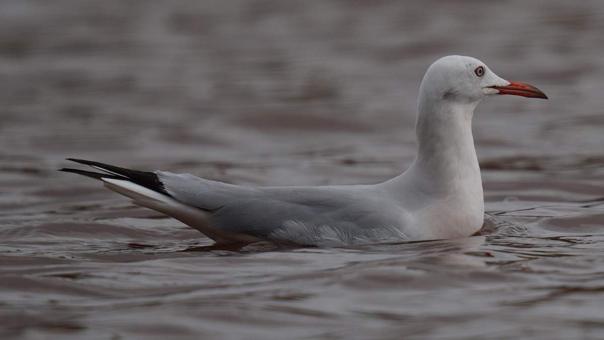 Slender-billed Gull - ML644743619