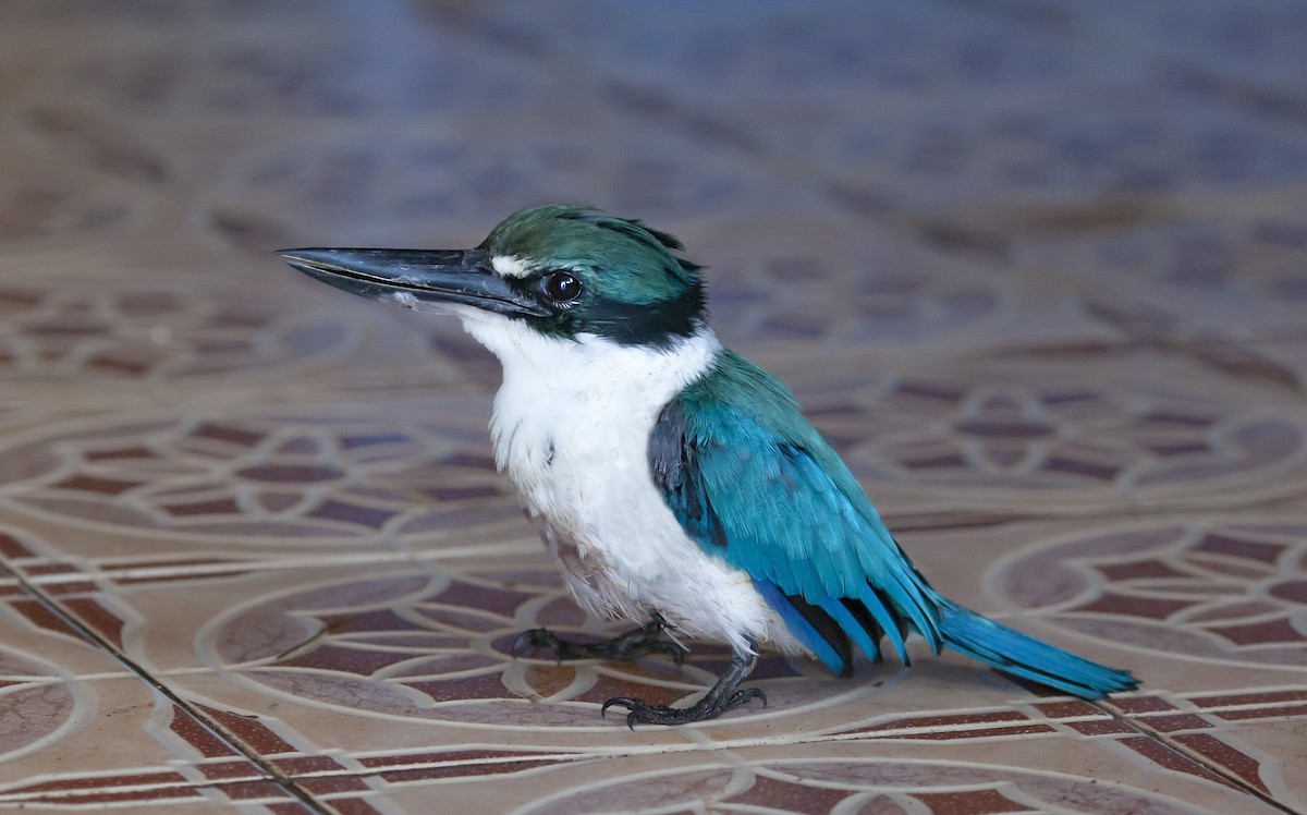 ヒジリショウビン - ML644743620