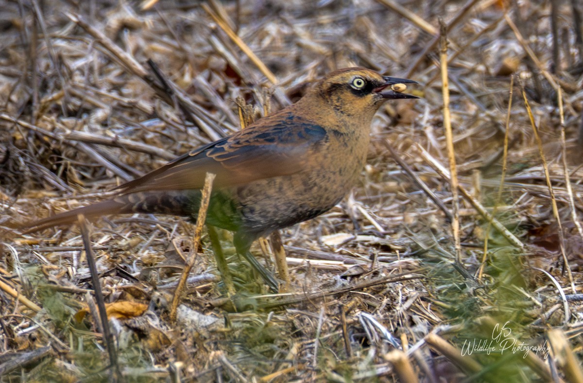 Rusty Blackbird - ML644743632