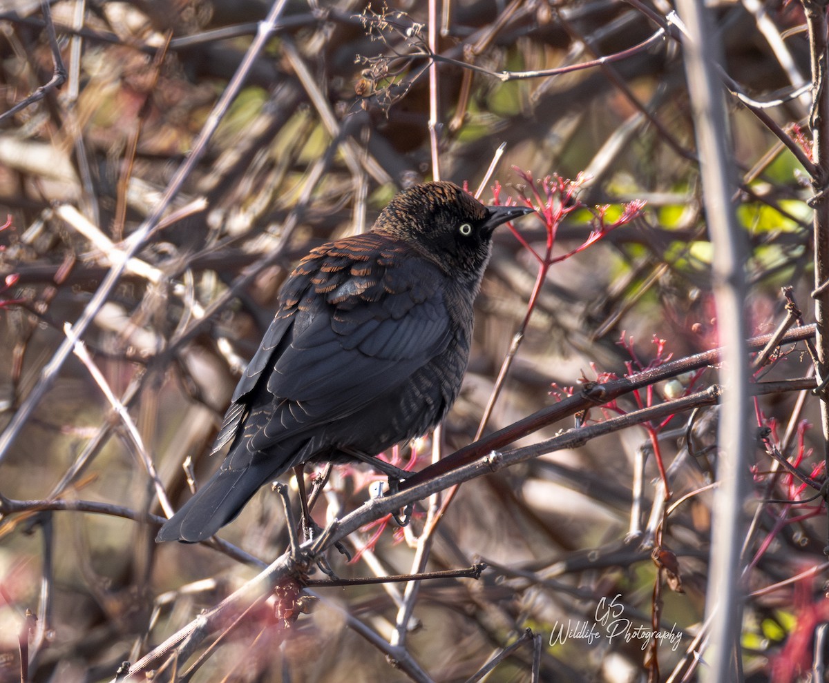 Rusty Blackbird - ML644743633