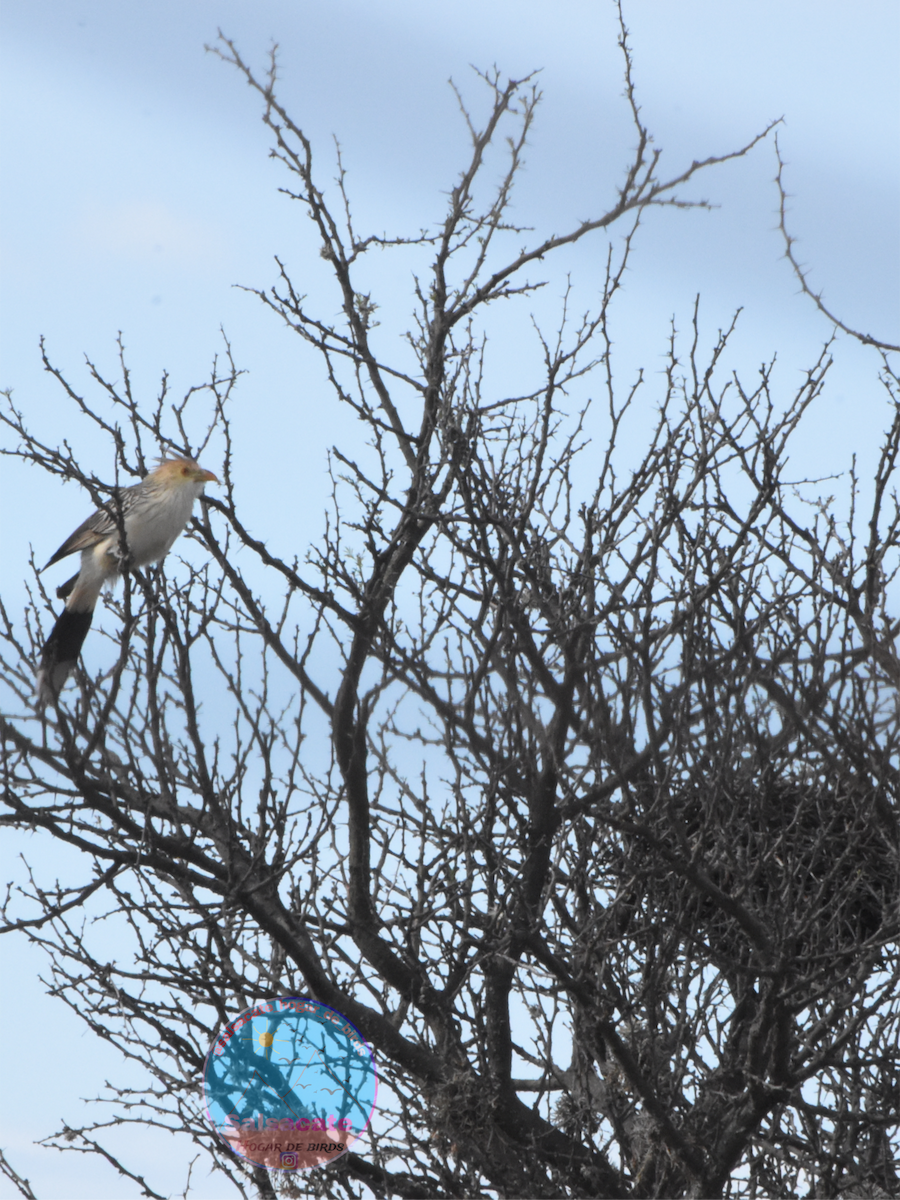 Guira Cuckoo - ML644743642