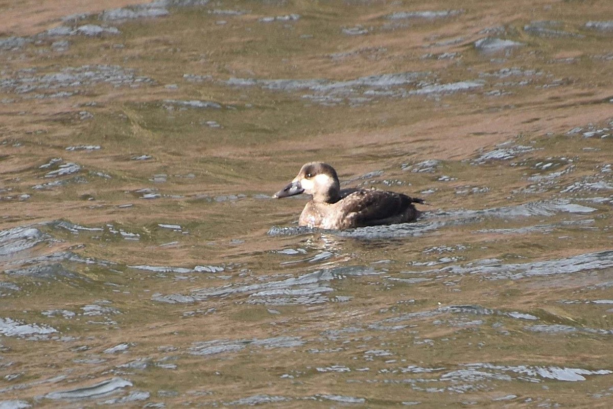 Surf Scoter - ML644743647