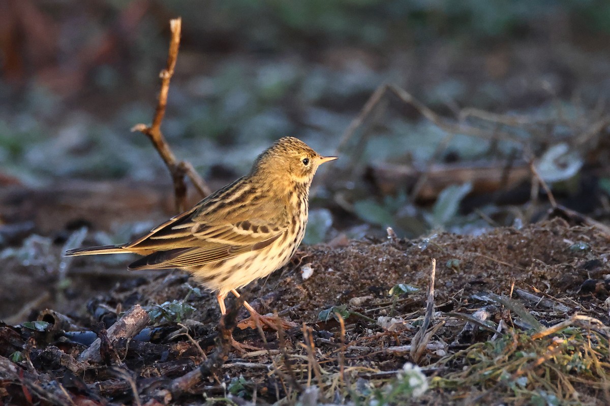 Нугын шийхнүүхэй - ML644743648