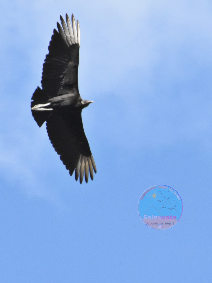 Black Vulture - ML644743649