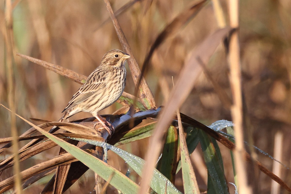 Corn Bunting - ML644743654