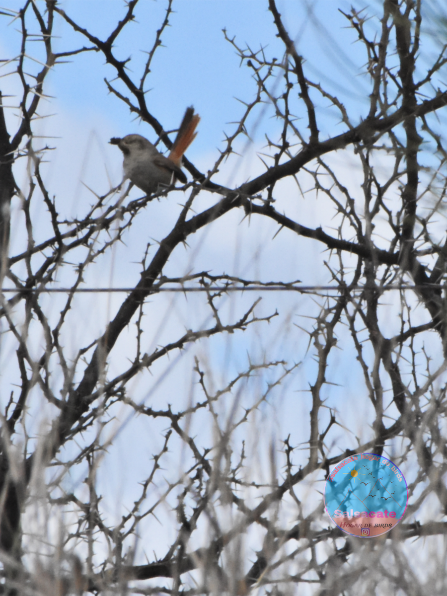 Tufted Tit-Spinetail - ML644743655