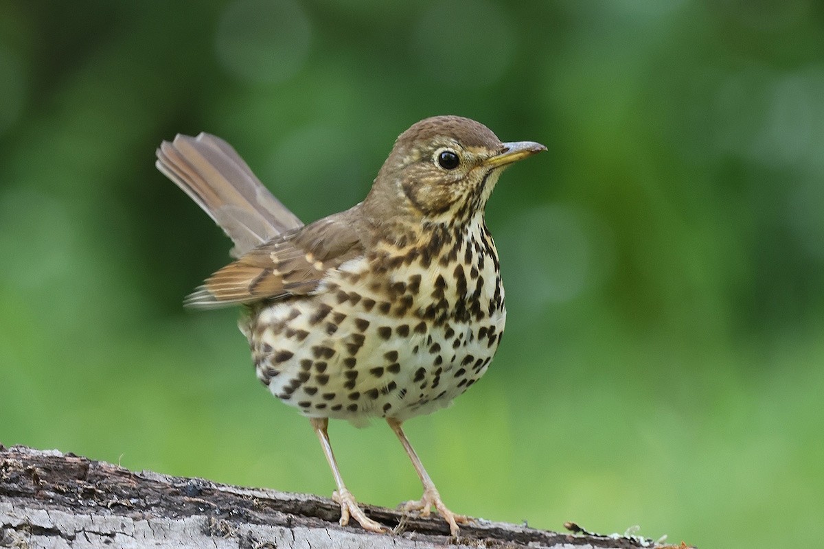 drozd zpěvný - ML644743661