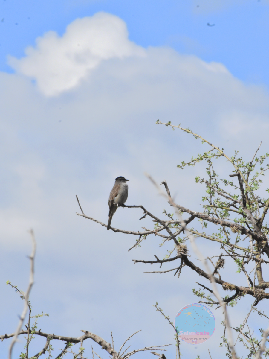 Crowned Slaty Flycatcher - ML644743662