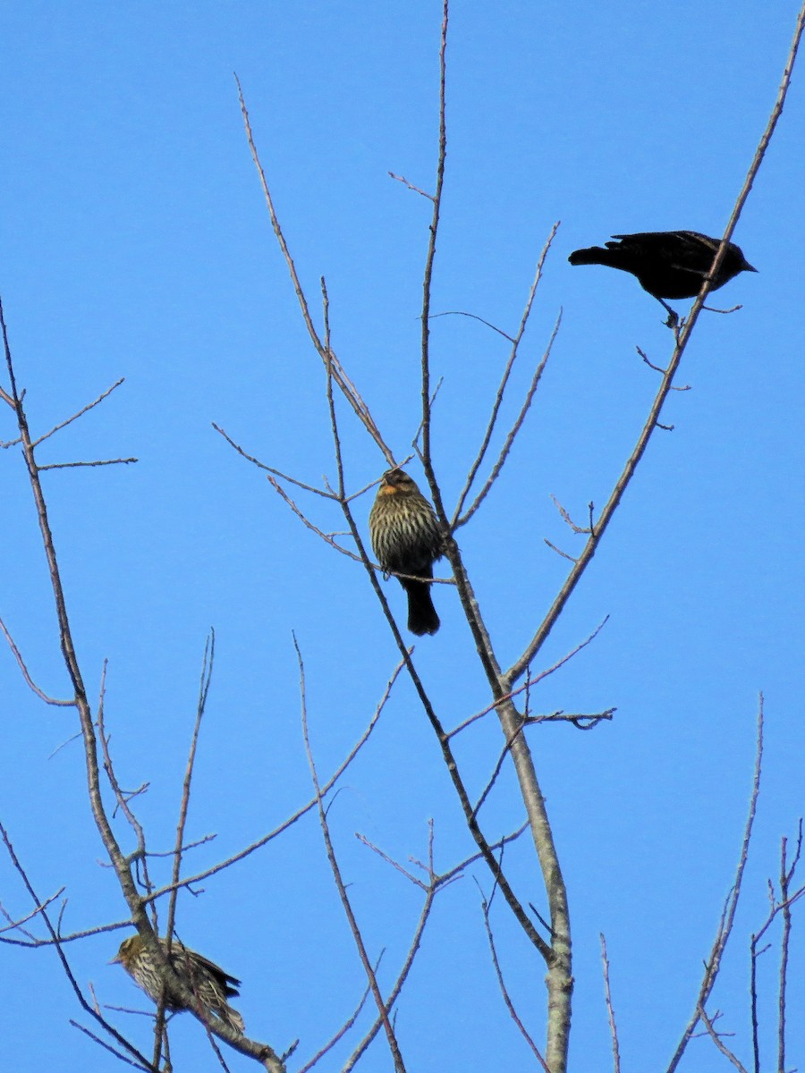 Red-winged Blackbird - ML644743666