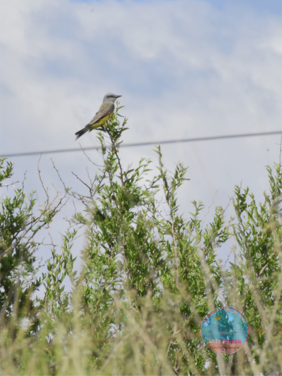 Tropical Kingbird - ML644743667
