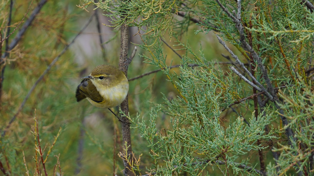Common Chiffchaff - ML644743668