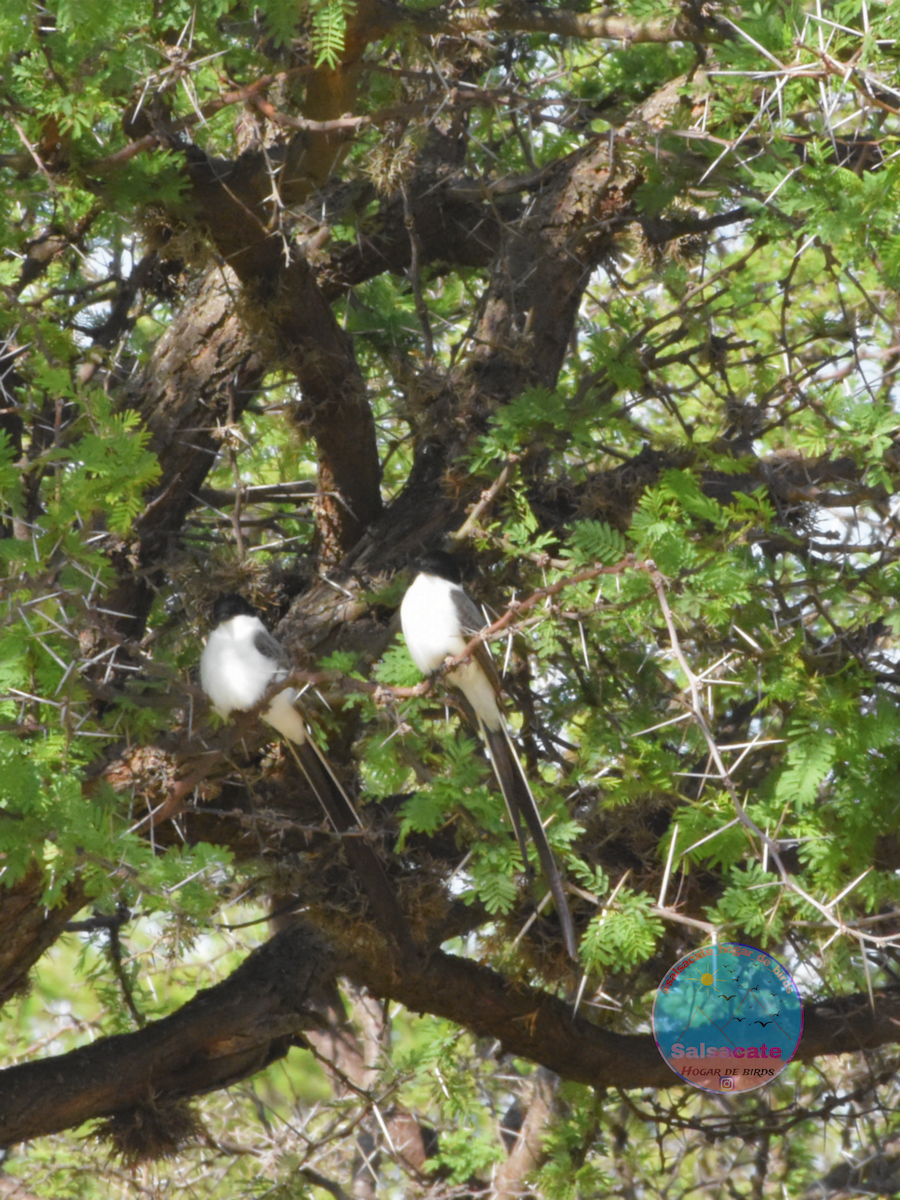 Fork-tailed Flycatcher - ML644743674