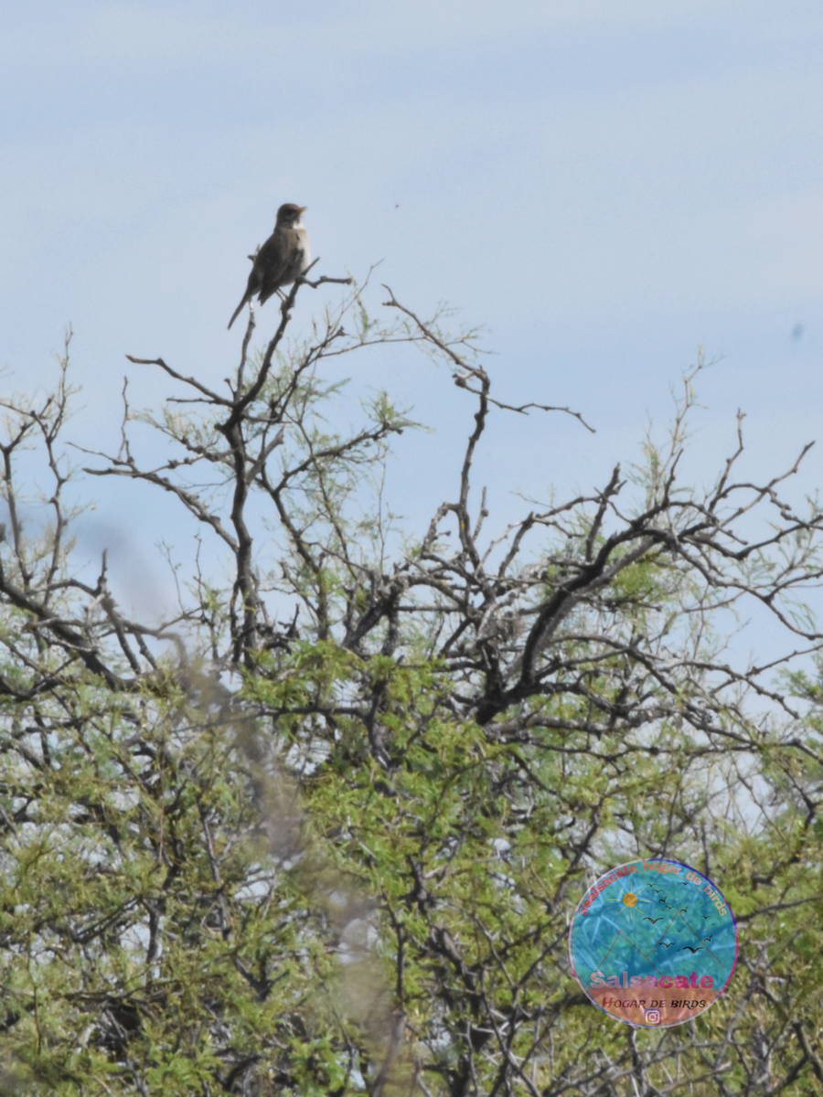 Creamy-bellied Thrush - ML644743676