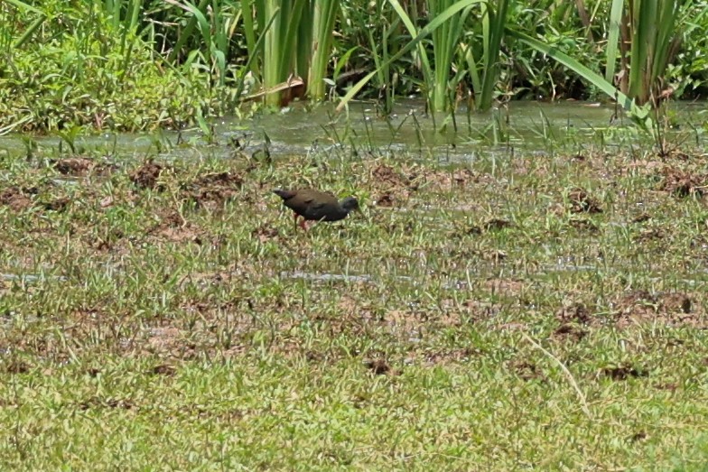 Râle noirâtre - ML644743679