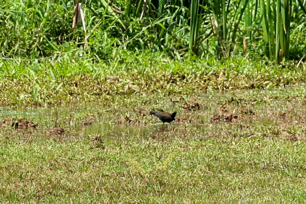 Râle noirâtre - ML644743680