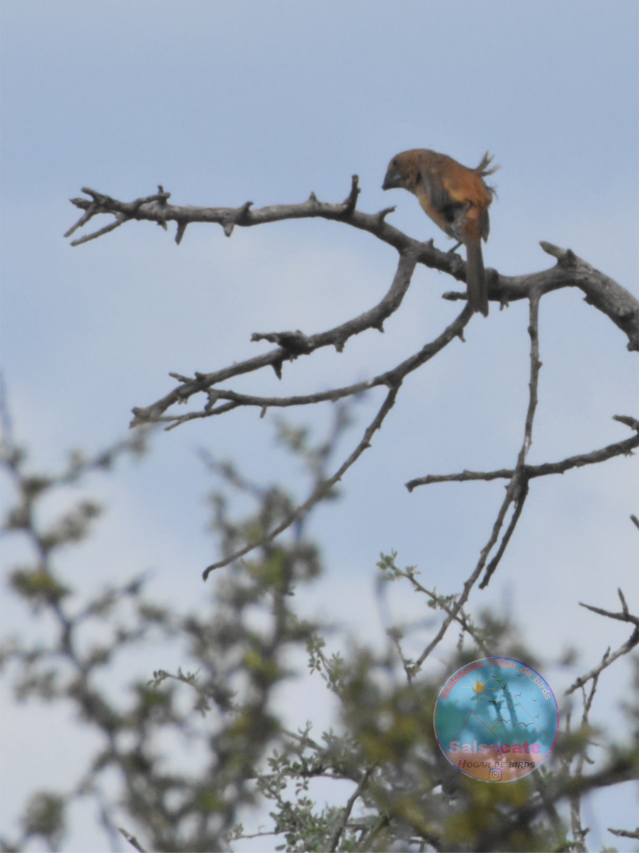 Ultramarine Grosbeak - ML644743683