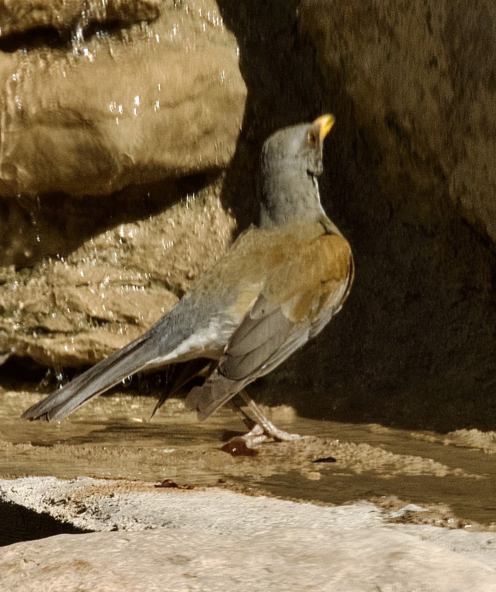 drozd rezavohřbetý - ML644743700