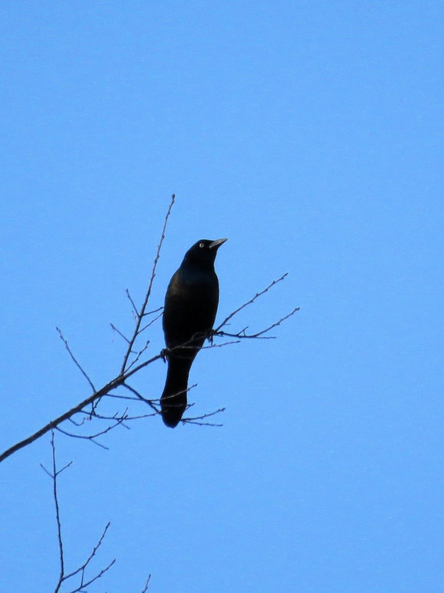 Common Grackle - ML644743705