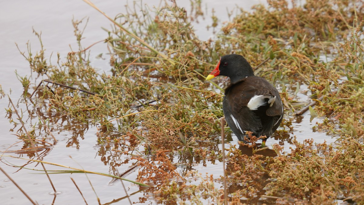 Eurasian Moorhen - ML644743711