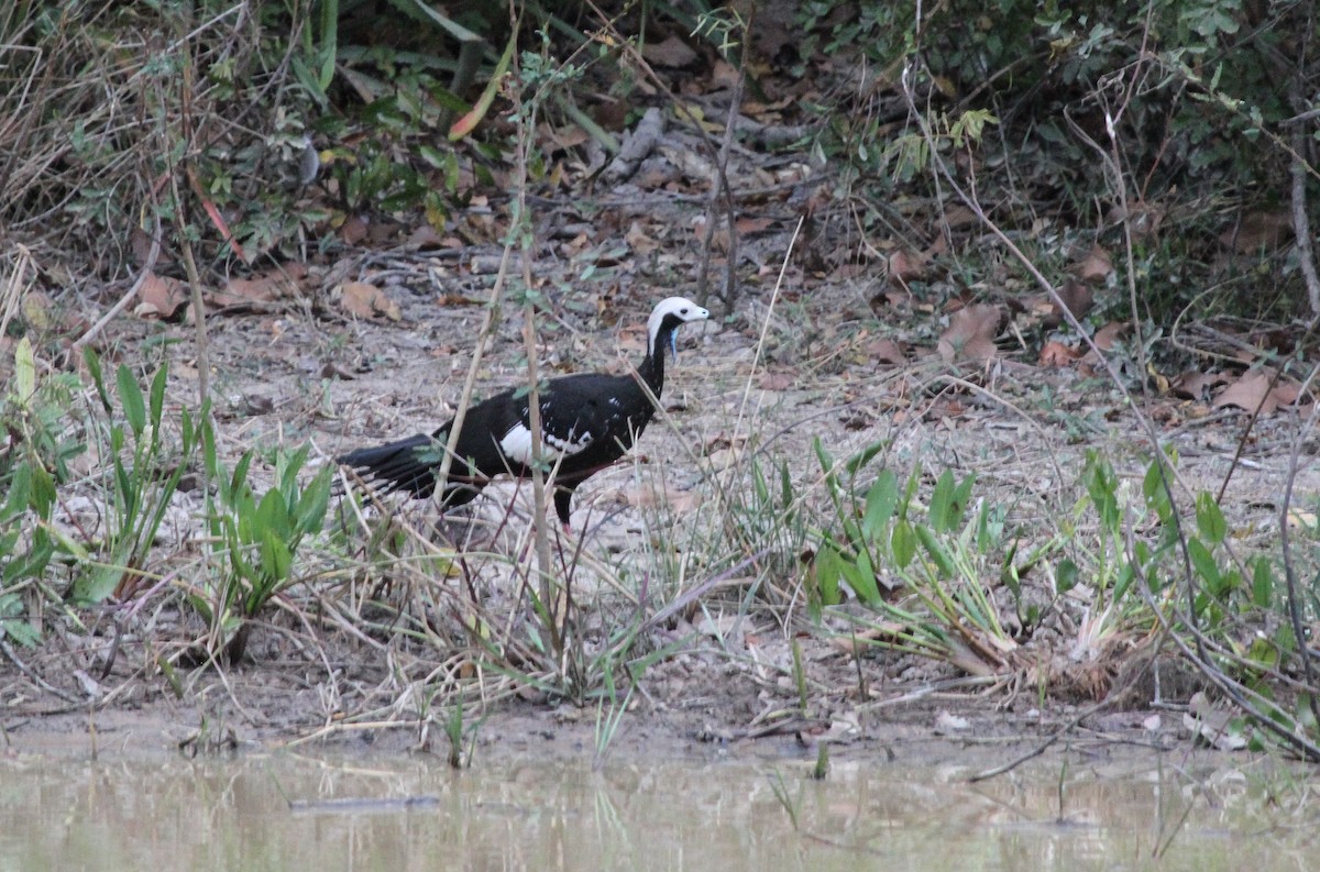 White-throated Piping-Guan - ML644743723