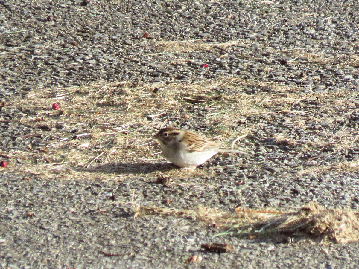 Chipping Sparrow - ML644743725