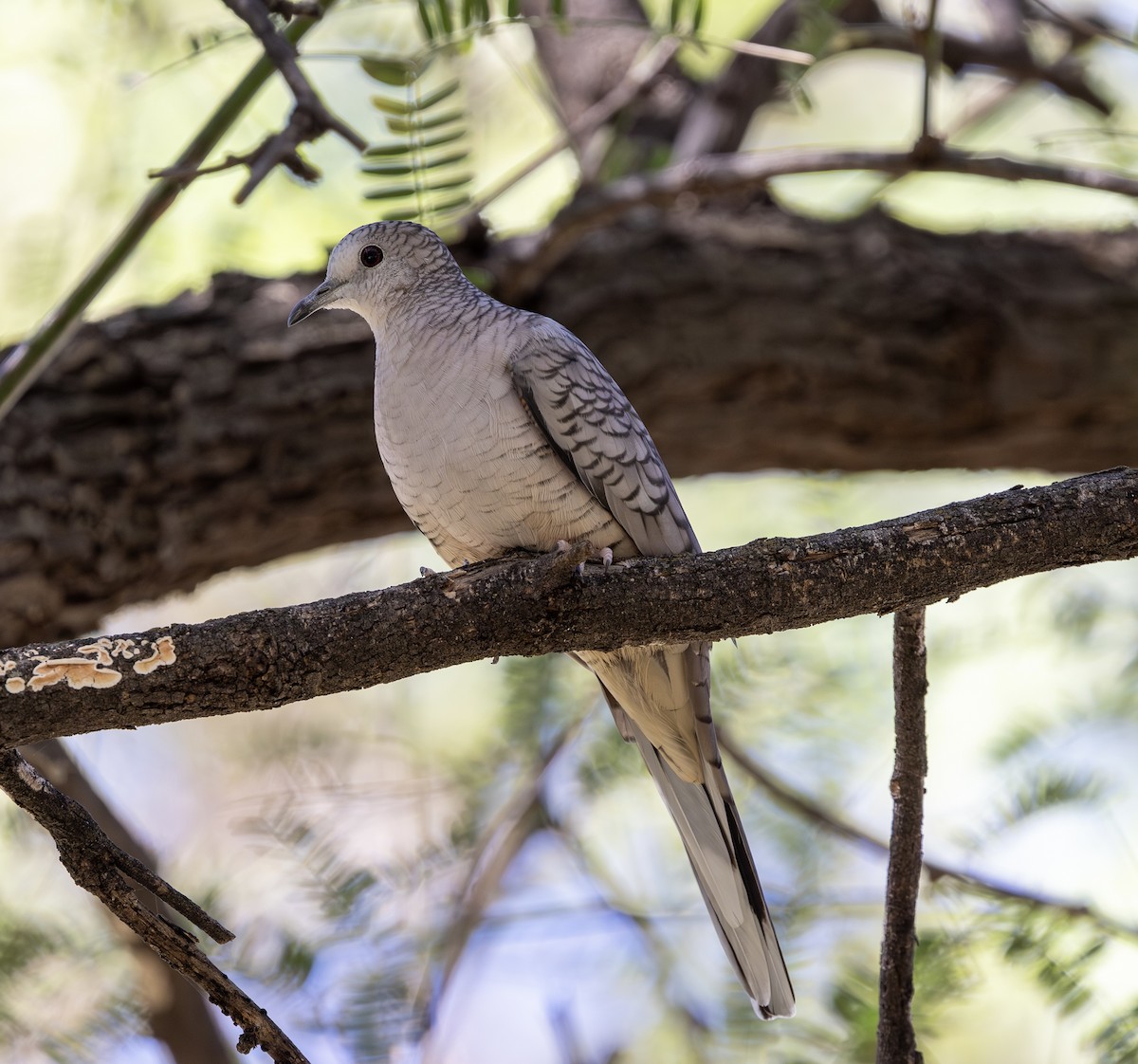 İnka Serçe Kumrusu - ML644743726