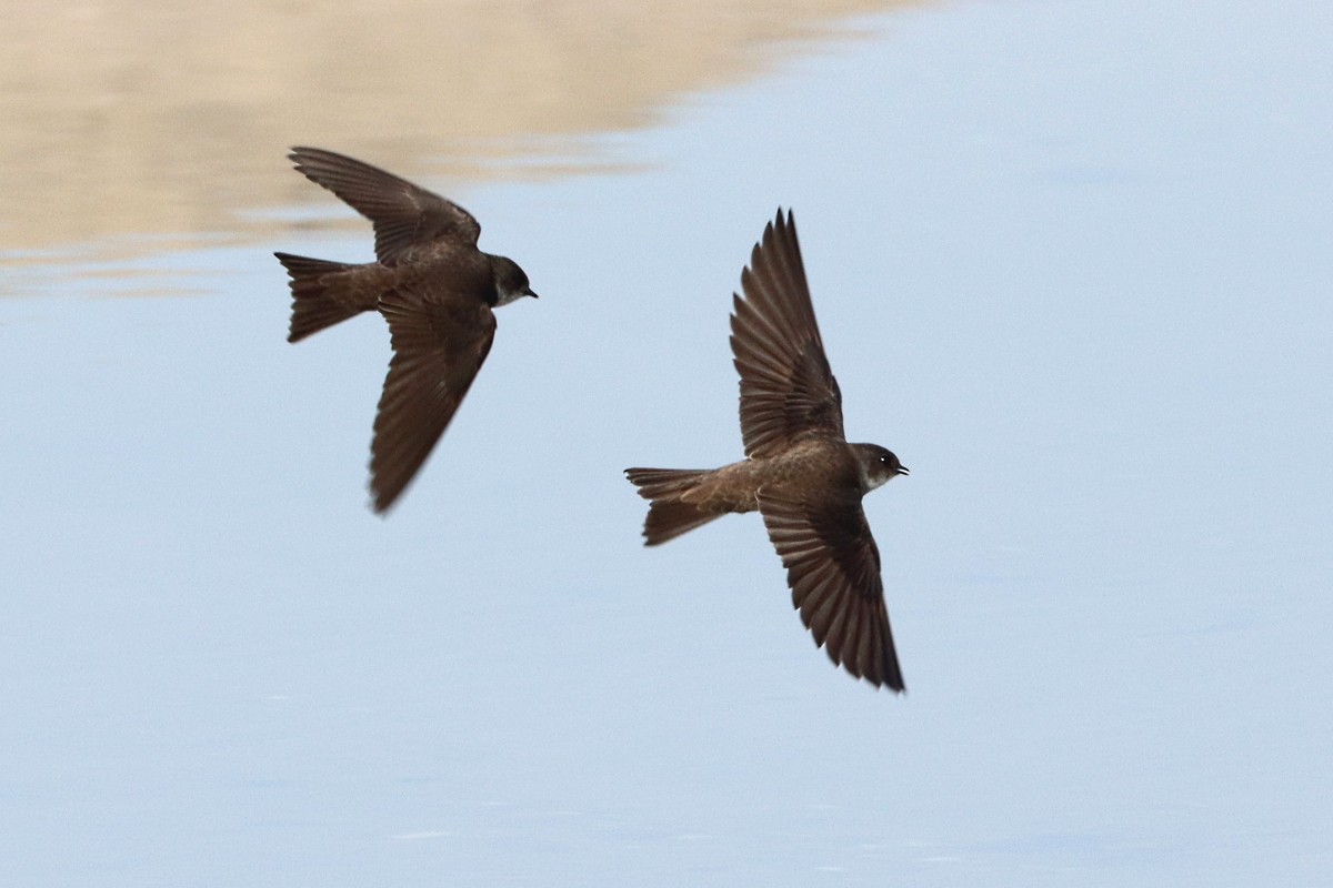 Uhalde-enara arrunta - ML644743728