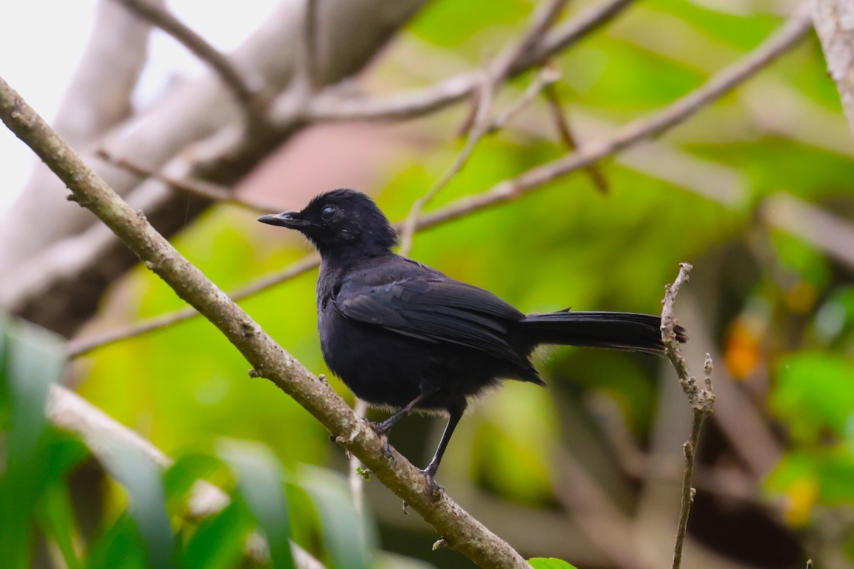 Black Catbird - ML644743766