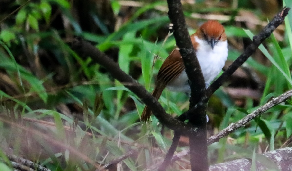 Great Antshrike - ML644743774