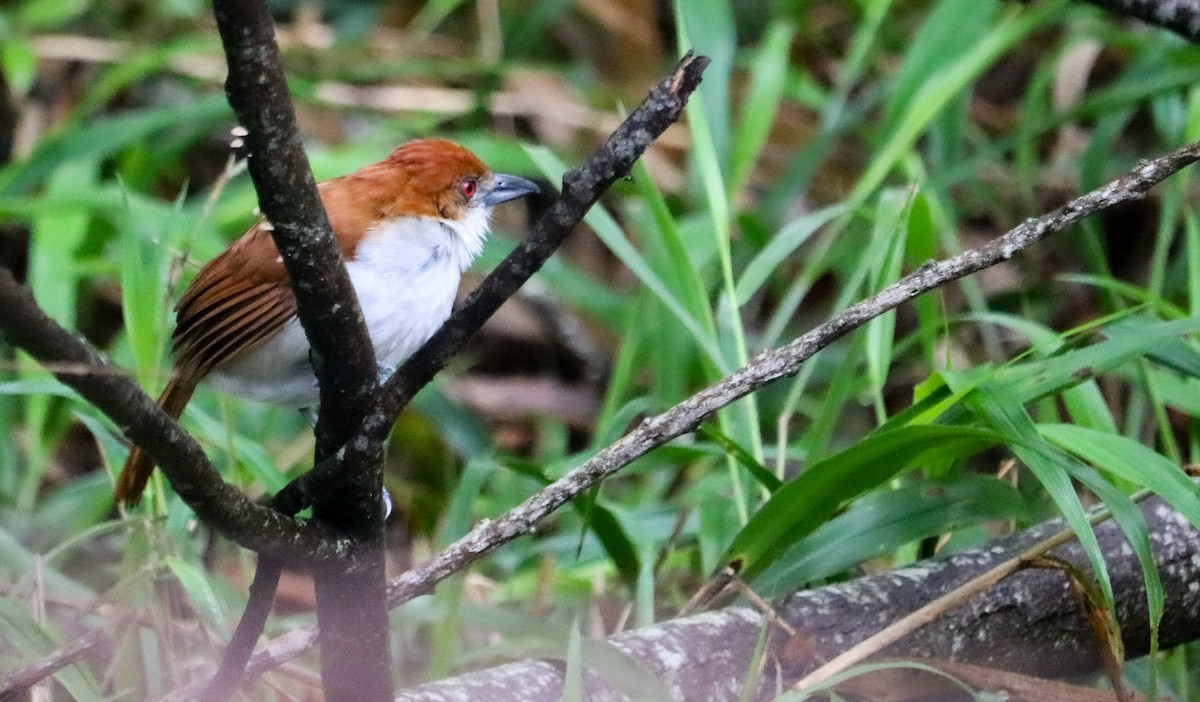 Great Antshrike - ML644743775