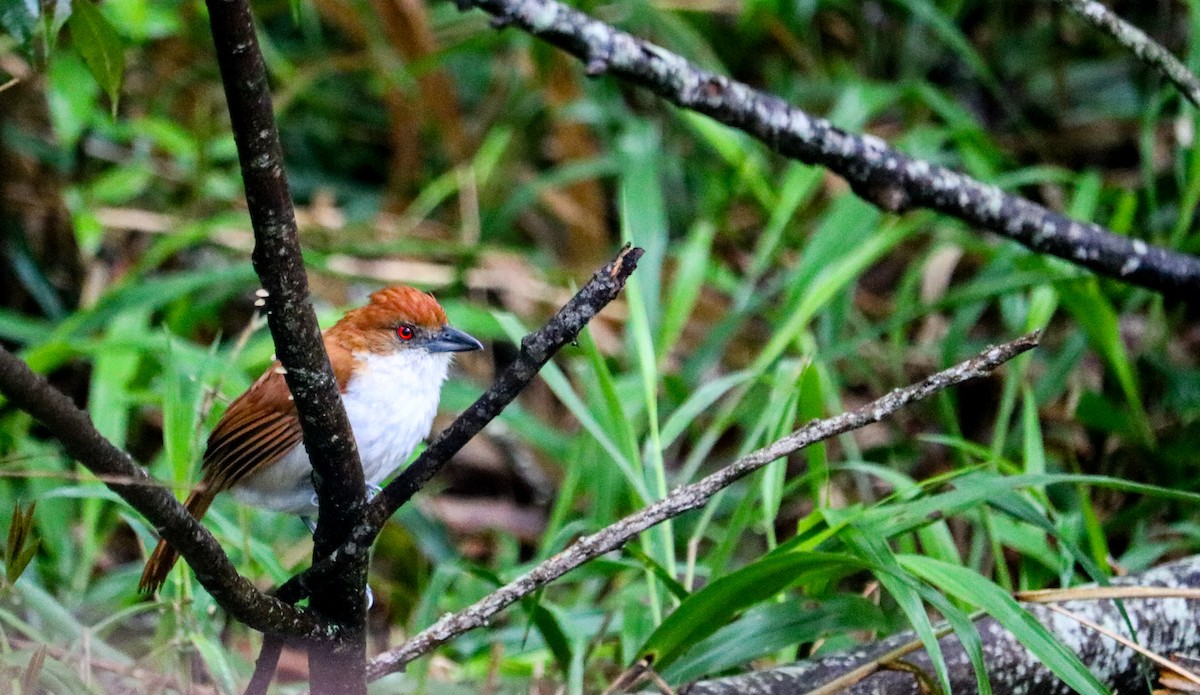 Great Antshrike - ML644743776