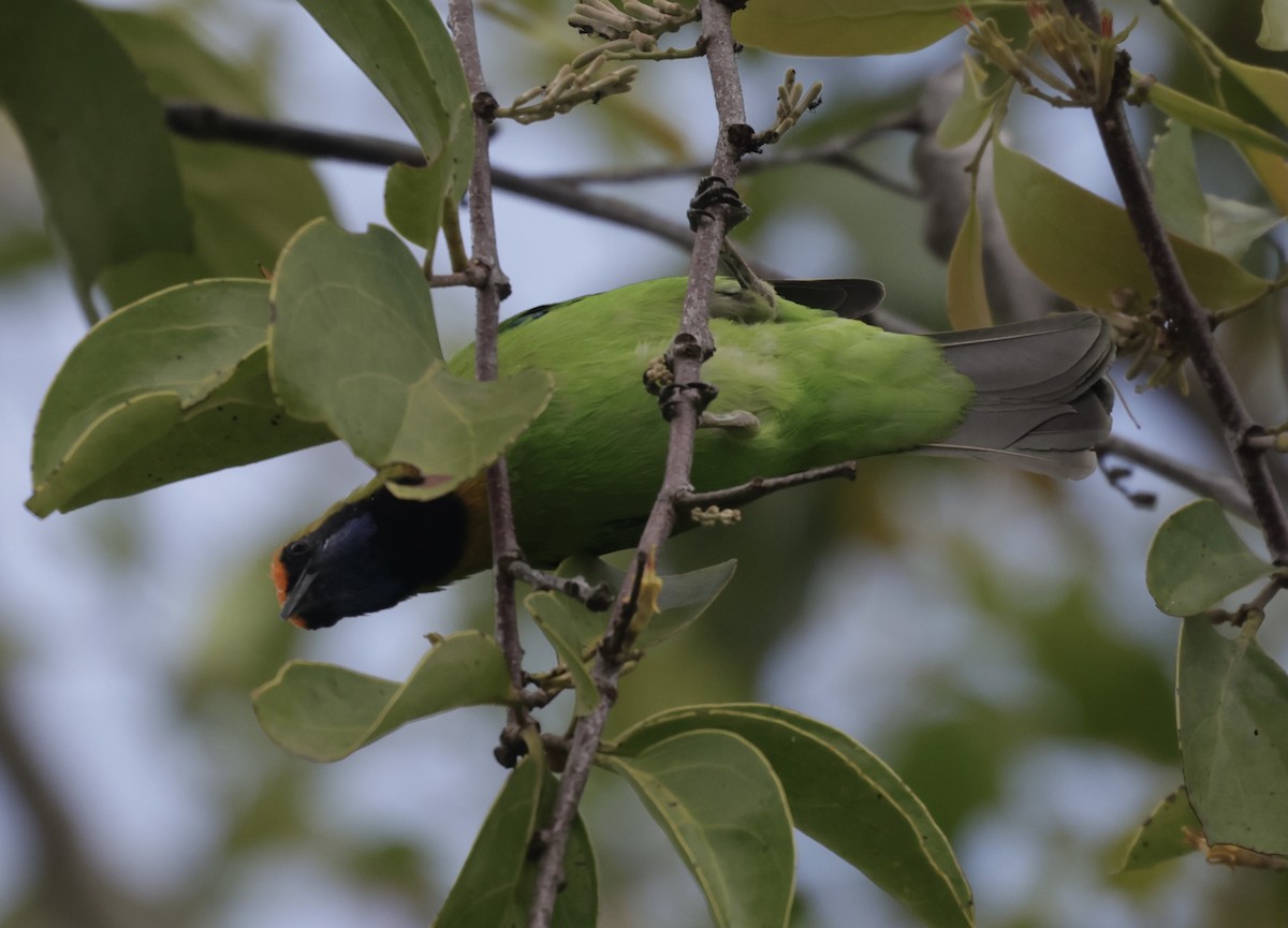 Golden-fronted Leafbird - ML644743787