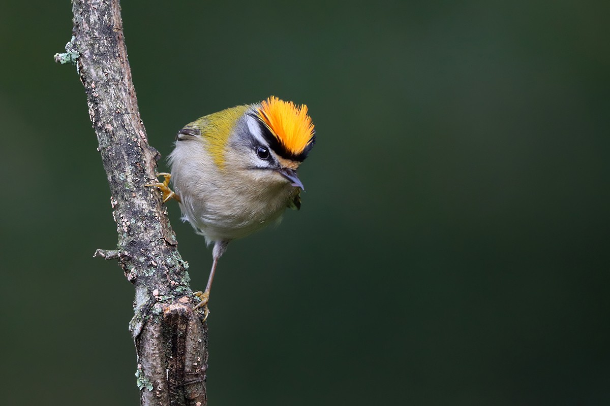 králíček ohnivý - ML644743788