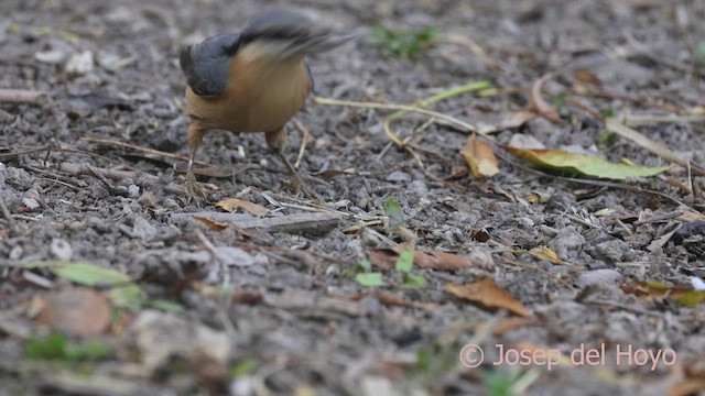 Picchio muratore - ML644743856