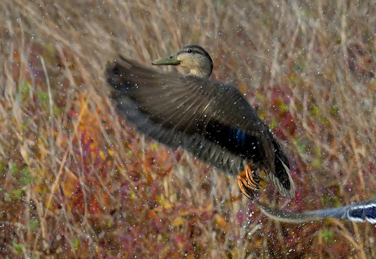 American Black Duck - ML644743860