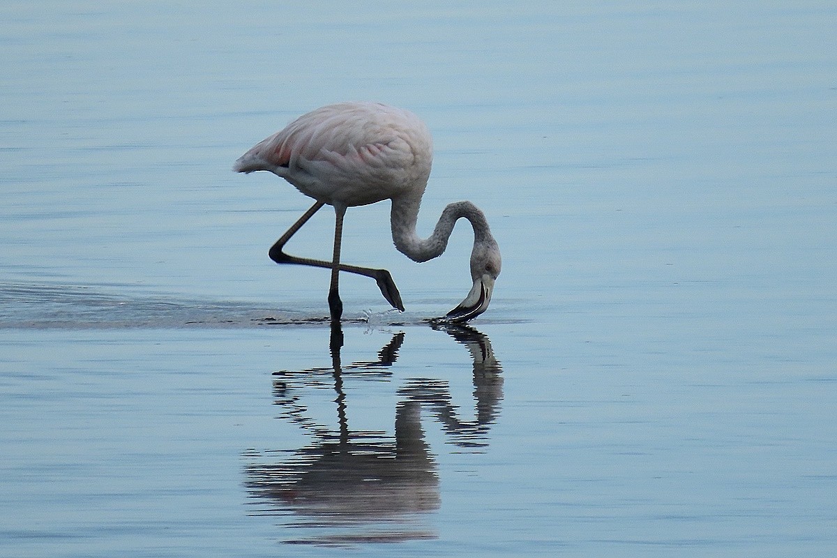 Flamant rose - ML644743868