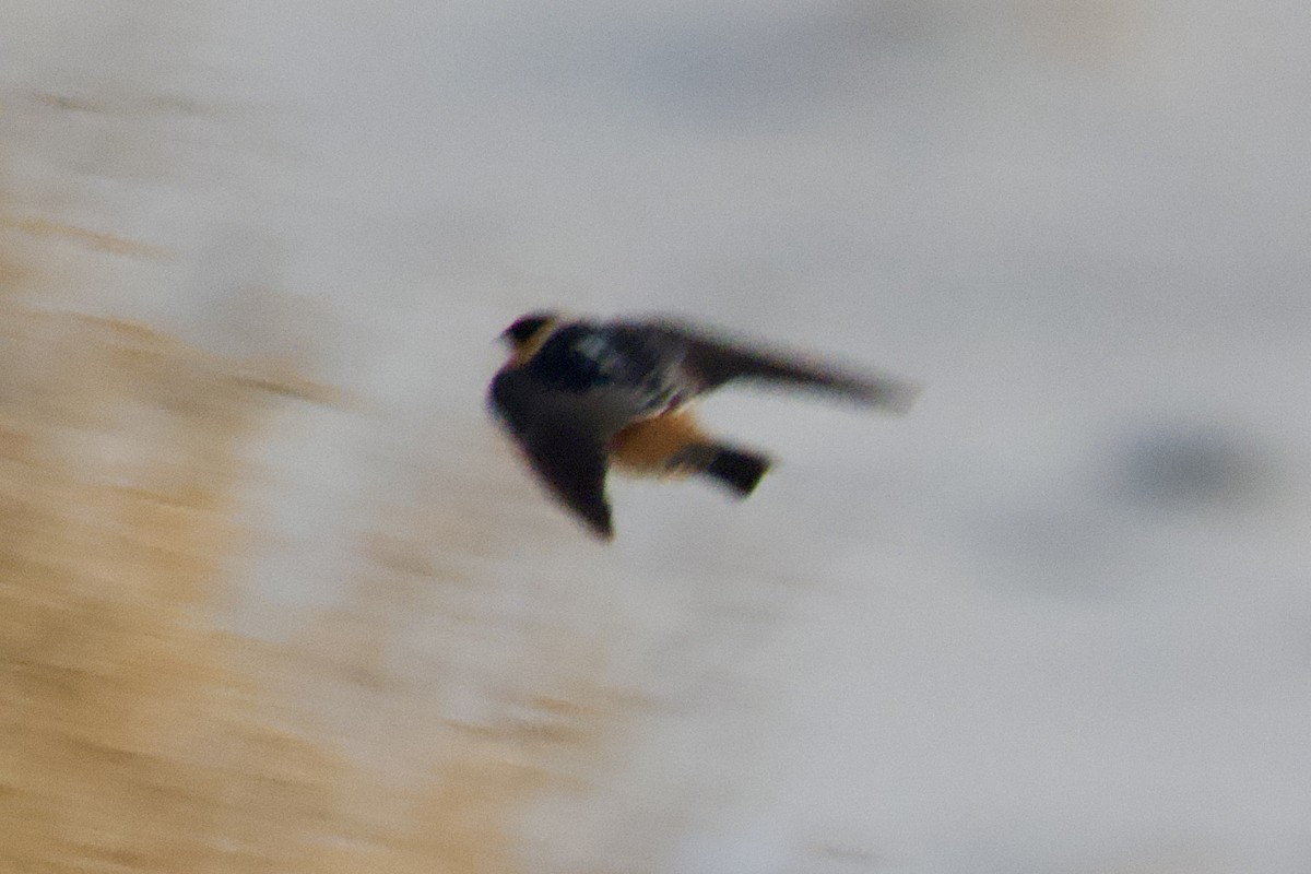 Cave Swallow - ML644743873