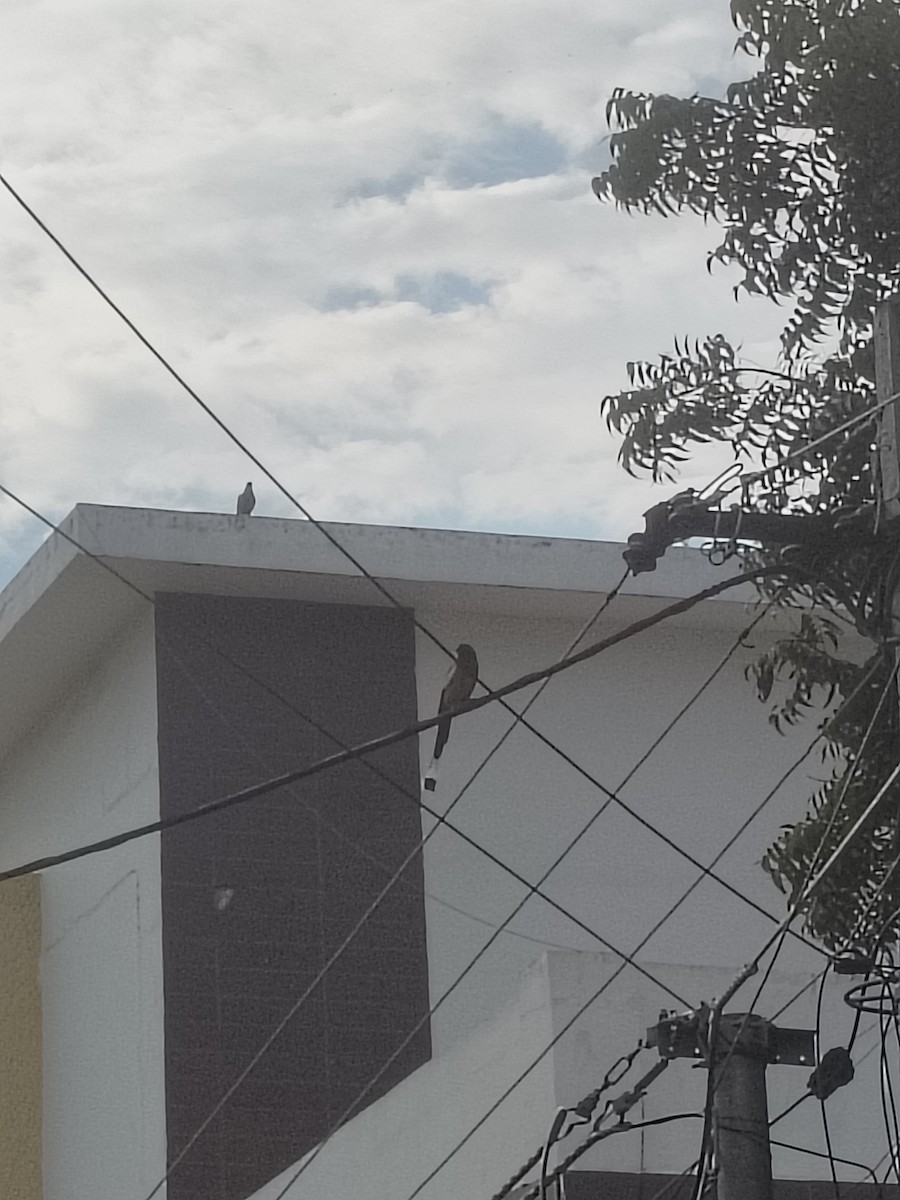 Rufous Treepie - ML644743874