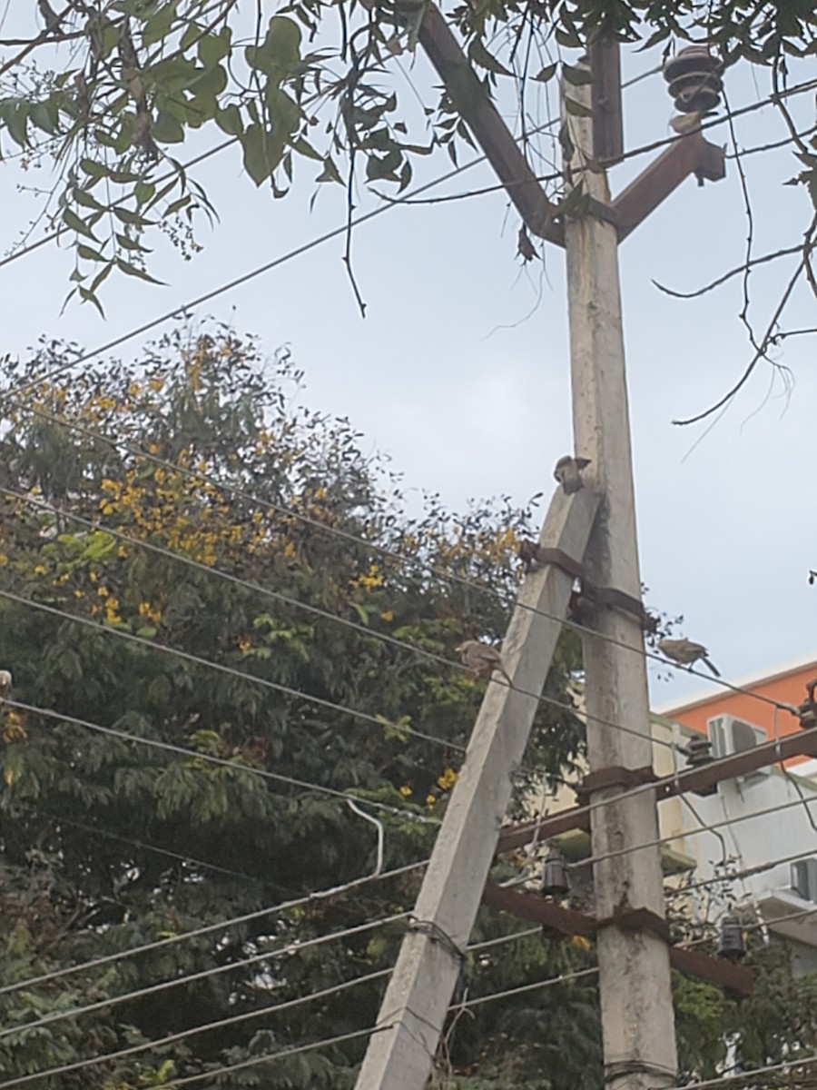 Yellow-billed Babbler - ML644743875