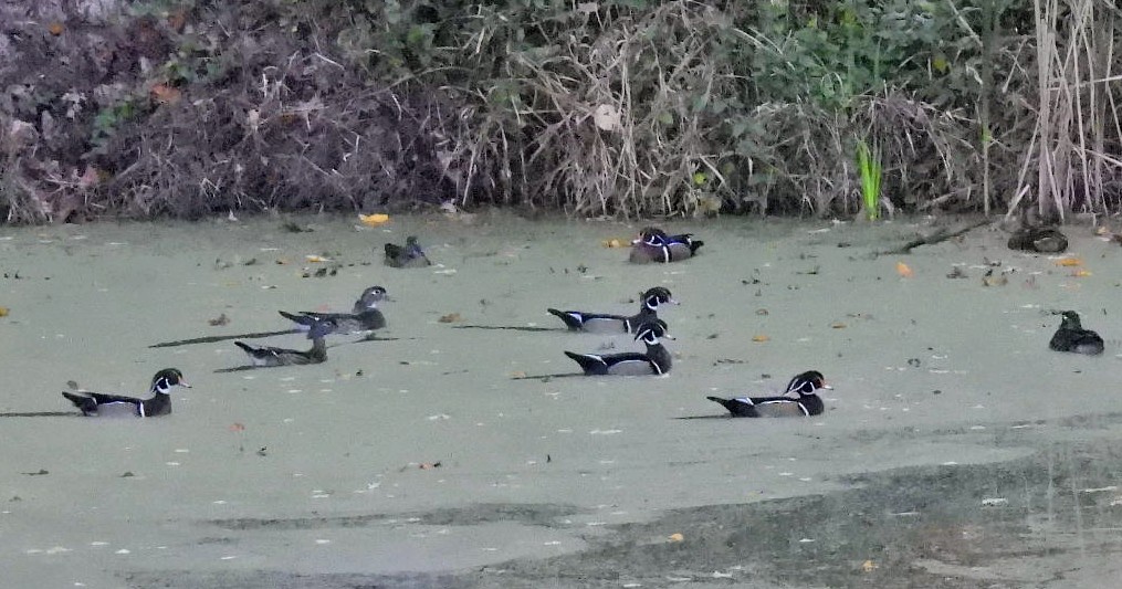 Wood Duck - ML644743876